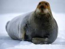 spedol (phoque) spedol (phoque)