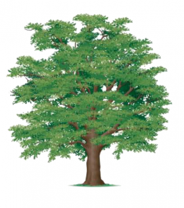 persa ( chêne ) persa ( chêne )