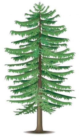 klupa ( mélèze ) klupa ( mélèze )