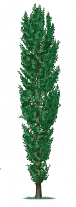 frumba ( peuplier ) frumba ( peuplier )