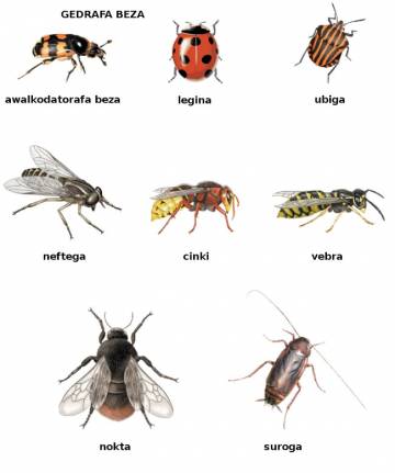 cinki (frelon) cinki (frelon)