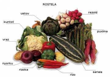 rizoka (poivron) rizoka (poivron)