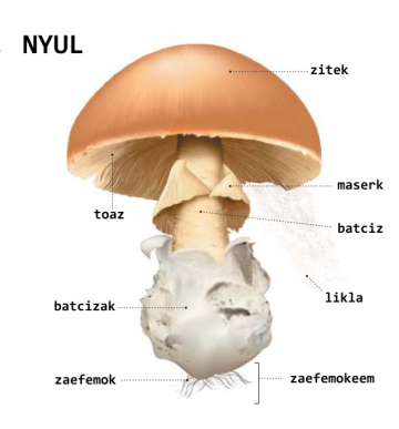 champignon (FR) champignon (FR)