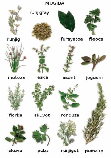 mogiba (herbe aromatique) mogiba (herbe aromatique)